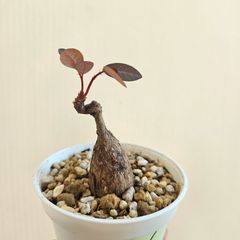 ⑥　♡ミニ株♡〚フィランサス・ミラビリス〛Phyllanthus Mirabilis 塊根植物 コーデックス ポット発送
