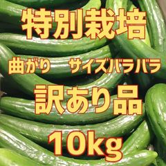 10キロ弱！大容量でお得！！農家直送美味しいきゅうり！ 10キロ弱！ サイズバラバラ！ 曲がりきゅうり　訳あり　きゅうり　10キロ　10kg　産地直送品