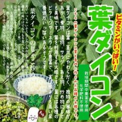 葉ダイコン（葉大根、大根菜）　☆農薬や化学肥料は使用しておりません　埼玉県産　約１３０ｇ※箱に入らないので葉のみになります
