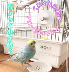 フォージングトイ　ちょっと小さめ★インコや文鳥の小鳥のハンドメイドおもちゃ　バードトイ