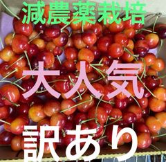 安心さくらんぼ専用お箱&メルカリクール対応❣️ツウには食べて欲しい高級さくらんぼ紅秀峰1キロ 訳あり