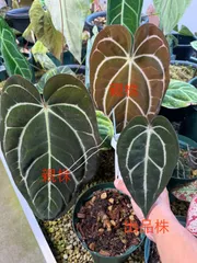 2025年最新】anthurium carlablackiaeの人気アイテム - メルカリ