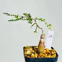 2025年最新】パキプス パワータンクの人気アイテム - メルカリ