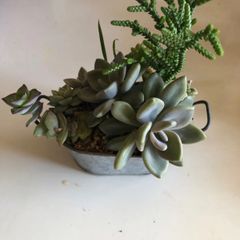 多肉植物寄せ植え
