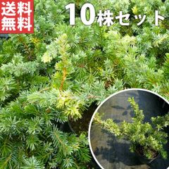 もみの木 モミノキ 苗木 ウラジロモミノキ 110cm❗綺麗な葉色 鉢植済み
