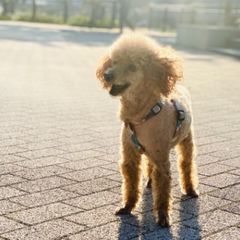 【美品】ヴィヴィアンタム ノースリーブワンピース センタープリーツ 12 美品】ヴィヴィアンタム ノースリーブワンピース センター