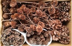 松ぼっくりセット╱カラマツ╱枝付き╱杉の実╱メタセコイア╱自然╱クリスマス飾り