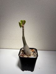 長谷川亀甲竜 4寸 キーホルダー付属 - メルカリ