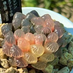 高級種❧原始ロンギシマ錦、エボニー錦、ピンク蝶錦　アッシ錦 高級種❧原始ロンギシマ錦、エボニー錦、ピンク蝶錦 アッシ錦