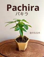 ミニ盆栽　パキラ　瀬戸焼の鉢　イエロー系