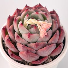 【多肉植物】エケベリア・桃太郎　Echeveria 'Momotaro'