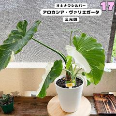 2　大型！斑入りクワズイモ　オキナワシルバー　オドラバリエガータ　アロカシア 斑入りクワズイモ アロカシアオドラ バリエガータ オキナワ