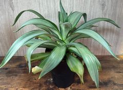 アガベ・ディスメティアーナ シルバースター Agave desmetiana Silverstar" 発根済み 送料込み