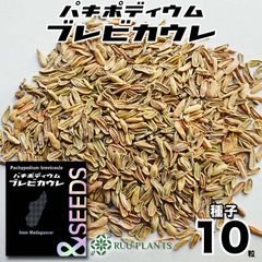 【10粒】パキポディウム・ブレビカウレ種子