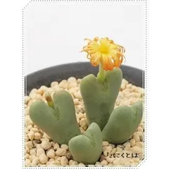 楽園 2頭 コノフィツム 2寸ポット 中型ハート型 昼咲き種 オレンジ花 メセン科 根付苗 アフリカ原産 多肉植物 多肉永遠