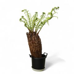 Dicksonia antarctica ディクソニア アンタルクティカ 7 木性シダ 全高85cm 胴囲86.5cm