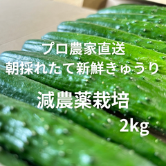 新鮮きゅうり　プロ農家直送　長崎県産　2kg  ネコポス