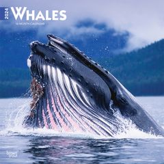 【輸入版】2024年 世界のクジラ カレンダー / ブラウントラウト 30.5 x 61 cm (Whales  Calendar)