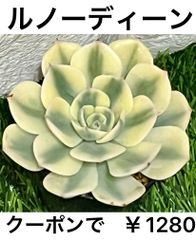 ルノーディーン  多肉植物 多肉 エケベリア 美苗 錦 斑入り 人気