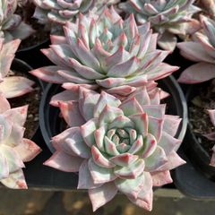 24株抜き苗セット】ブルーバード2頭 多肉植物 佐川急便発送 エケベリア