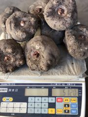 令和6年度産こんにゃく芋(みやままさり)20kg