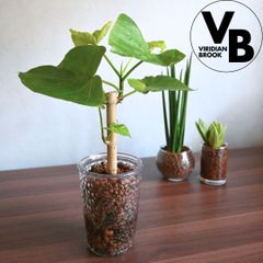 フィカス ウンベラータ ハイドロカルチャー 水耕栽培