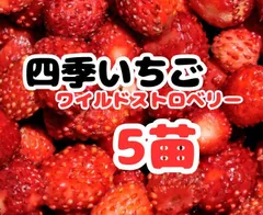 ★断捨離中✩ ★⭐︎レア⭐︎ピンク花　桜色　いちご苗　2苗　メルカリ便 桜の苗木 旭山桜 桃白緑鉢 【花木苗 4号／1個売り】｜ 【植物の