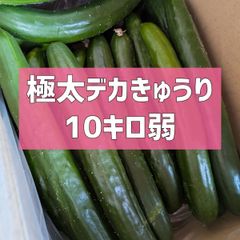 明日終了‼️最終価格‼️10kg弱！極太デカきゅうり！　野菜ソムリエサミット銀賞受賞　農家直送　減農薬　有機肥料　きゅうり　訳あり　規格外　10kg 10キロ　産地直送