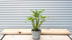 【観葉植物】フィロデンドロン　クッカバラ　5号鉢