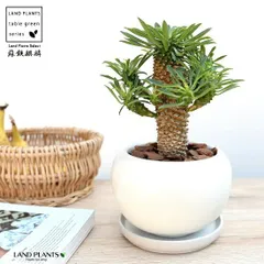 ソテツキリン（蘇鉄麒麟：パイナップルコーン） 白色 丸型 陶器鉢【バークチップ・受皿】 ユーフォルビア 蘇鉄キリン きりん