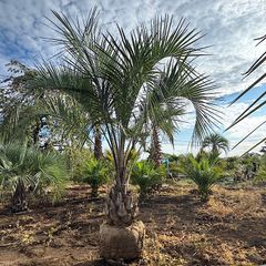 ワシントンヤシ 楽天市場】【ケース販売：11入】 ヤシ（ワシントンヤシ） 4号