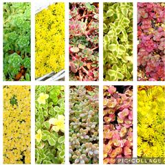 【ルビーネックレス】多肉植物セダム10種類　各5カットずつ【育成説明書】