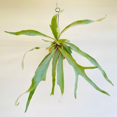 【380V】ビカクシダ（コウモリラン）ベイチー（ビーチー）（Platycerium veitchii） の苔玉