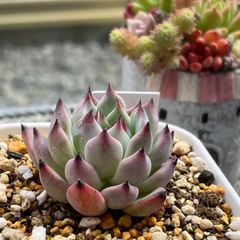 多肉植物 ☘️ ジャッカル 抜き苗