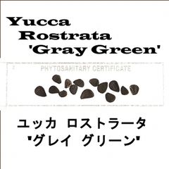 6月入荷 10粒+ ユッカ ロストラータ グレイグリーン 種 種子 証明書