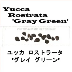 2月入荷 700粒+ ユッカ　ロストラータ 種 種子 植物検疫証明書0606 2025年最新】ユッカロストラータ 種の人気アイテム - メルカリ