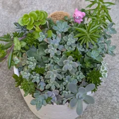 多肉植物　抜き苗　寄せ植えセット　１０センチ