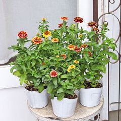 花苗 ジニア オールドファッション 3.5号 おしゃれ アンティーク 百日草 秋までよく咲く 夏の花