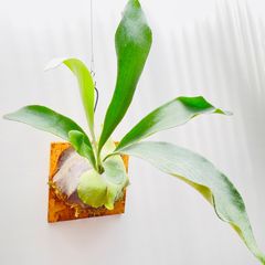 【339IT】【第4種郵便発送】ビカクシダ（コウモリラン）の板付