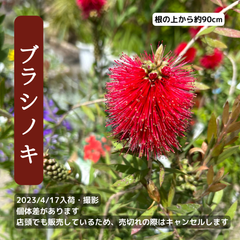 ブラシノキ（金宝樹)根の上約90cm