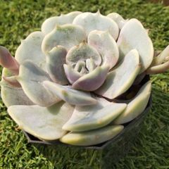多肉植物エケベリア属ローラ