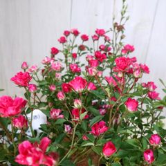 立派♡ 希少♡斑入り♡エバーフレッシュ♡ネムの木♡観葉植物