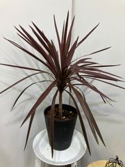 コルジリネ・レッドスター　8号　庭　ドライガーデン　外木　観葉植物　インテリア　グリーン　カラーリーフ　赤　かっこいい　キレイ