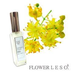 本物の花の香り【 リンデン 】< フラワー レソット > アロマ スプレー 20ml 西洋 菩提樹 アブソリュート AEAJ テラピー フローラル フレグランス 蒸留水 香水 巾着 枕 カバー 国産 消臭 除菌 寝具 空間 誕生日 ギフト プレゼント