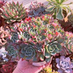 多肉植物　七福美尼　特大群生　直径約14センチ
