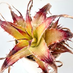 【多肉植物】ディッキア・ピンクブラッド　子吹き