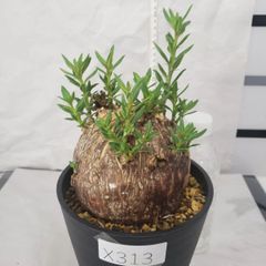 2620 「多肉植物】ユーフォルビア スパポダ 抜き苗【最新到着・Euphorbia subapoda・スパポーダ・塊根植物】 - メルカリ