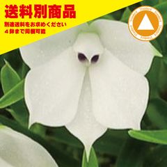 洋蘭 Den subuliferum