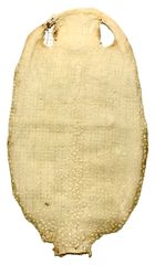鮫胴 ※完全受注生産品（本鮫、虎鮫、梅花皮鮫） | 武修堂