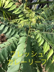 希少！オーガニック　カレーリーフ ビックサイズ　一株　まもなく売り切れ‼️残少 希少！オーガニック カレーリーフ ビックサイズ 一株 まもなく